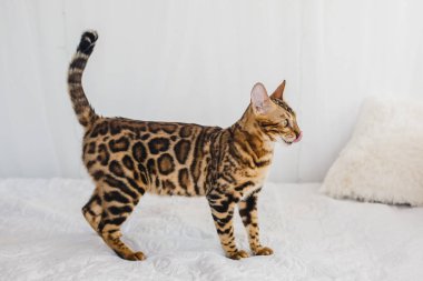 Bengal kedi kahverengi benekli