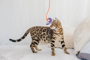 Bengal kedi kahverengi benekli