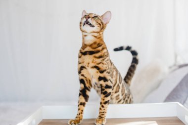 Bengal kedi kahverengi benekli