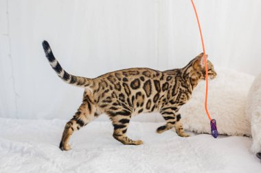 Bengal kedi kahverengi benekli