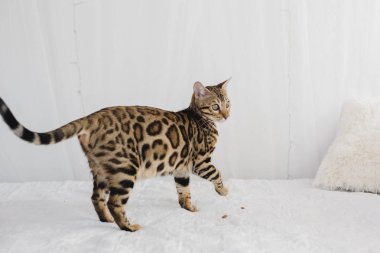 Bengal kedi kahverengi benekli