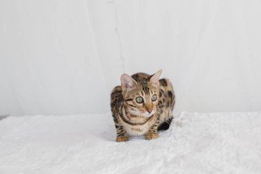 Bengal kedi kahverengi benekli
