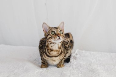 Bengal kedi kahverengi benekli