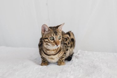 Bengal kedi kahverengi benekli