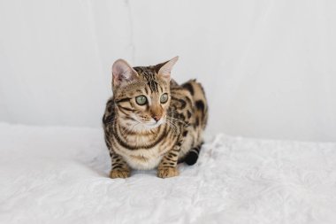 Bengal kedi kahverengi benekli