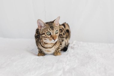 Bengal kedi kahverengi benekli