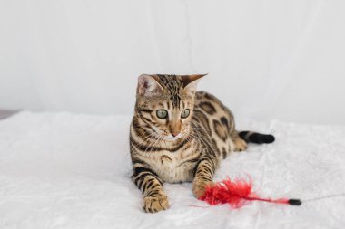 Bengal kedi kahverengi benekli