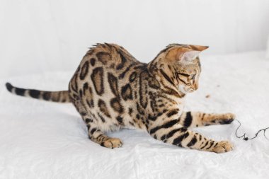 Bengal kedi kahverengi benekli
