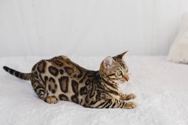 Bengal kedi kahverengi benekli