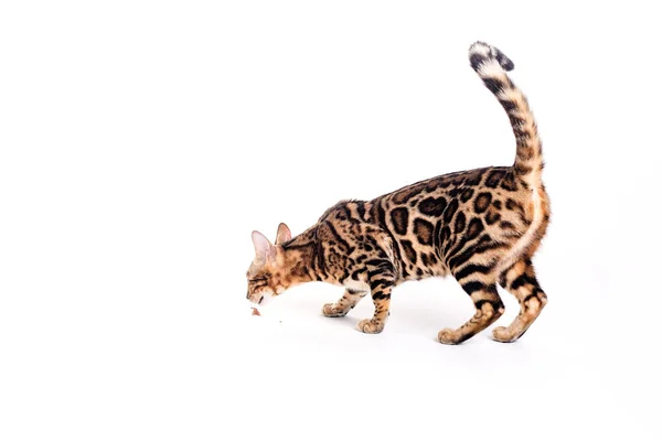 Пятнистая бенгальская кошка — стоковое фото