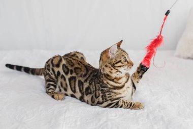 Bengal kedi kahverengi benekli