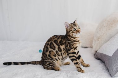 Bengal kedi kahverengi benekli