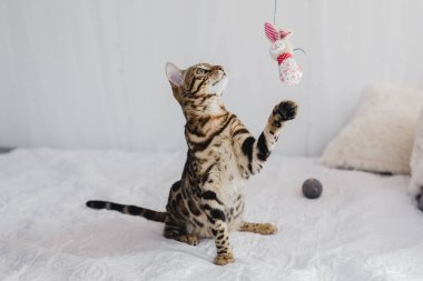 Bengal kedi kahverengi benekli