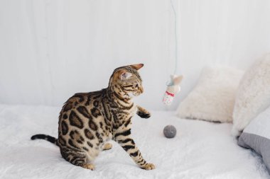 Bengal kedi kahverengi benekli