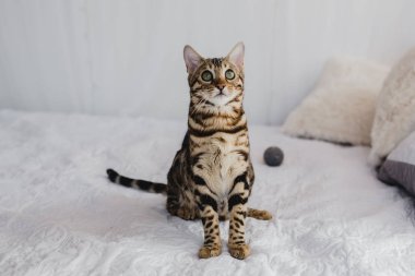Bengal kedi kahverengi benekli