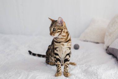 Bengal kedi kahverengi benekli