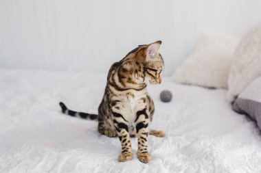 Bengal kedi kahverengi benekli