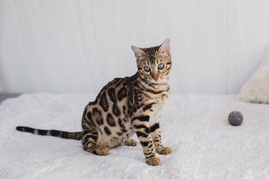 Bengal kedi kahverengi benekli