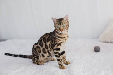 Bengal kedi kahverengi benekli