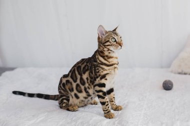 Bengal kedi kahverengi benekli