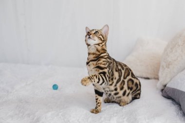 Bengal kedi kahverengi benekli