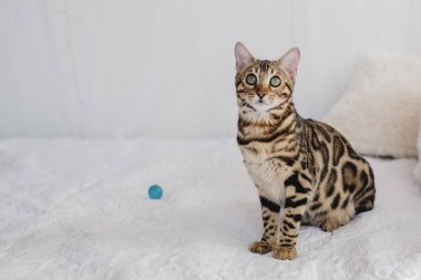 Bengal kedi kahverengi benekli