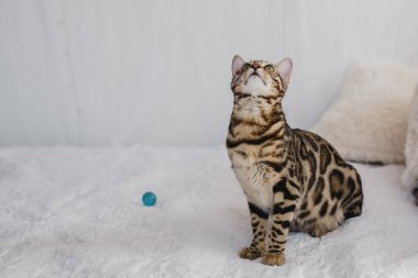 Bengal kedi kahverengi benekli
