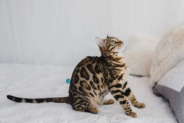 Bengal cat brown spotted — Stock Photo, Image