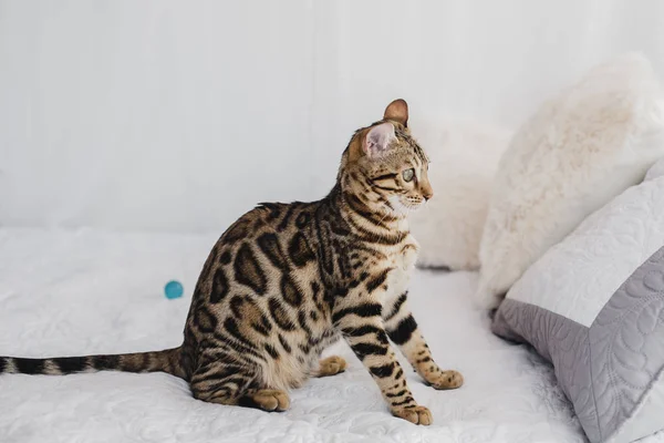 Bengal cat brown spotted — Stock Photo, Image