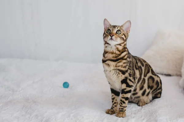 Bengal cat brown spotted — Stock Photo, Image