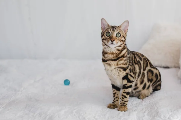 Bengal cat brown spotted — Stock Photo, Image