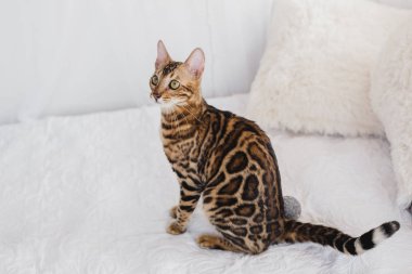 Bengal kedi kahverengi benekli