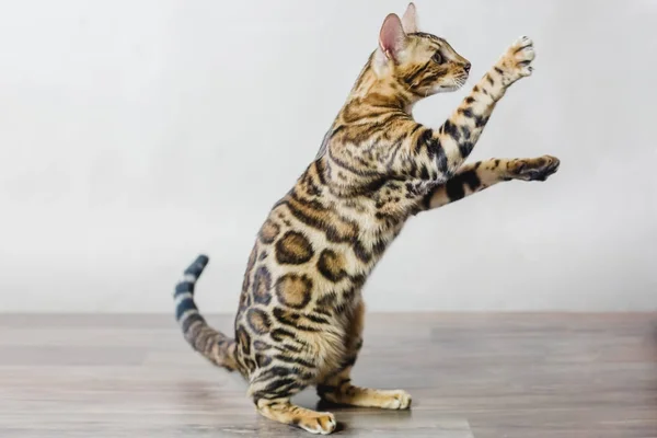 Bengal katt brun fläckig — Stockfoto