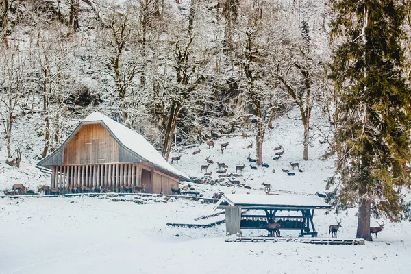 冬季 koenigssee 拜仁阿尔卑斯山 — 图库照片