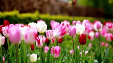 Bahar Lale renkli alan