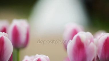 Bahar Lale renkli alan