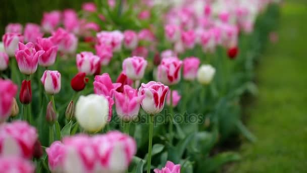 Frühling Tulpen buntes Feld — Stockvideo