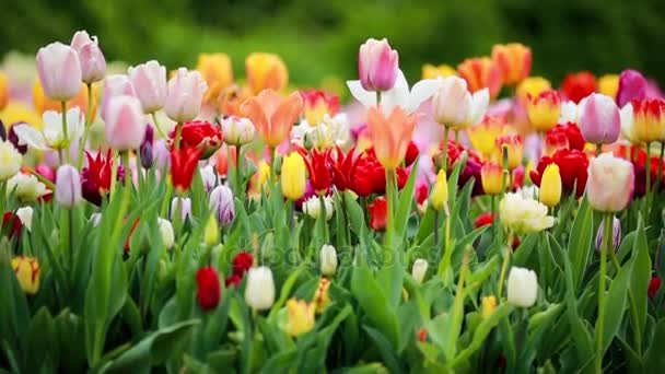 Primavera tulipanes campo colorido — Vídeo de stock