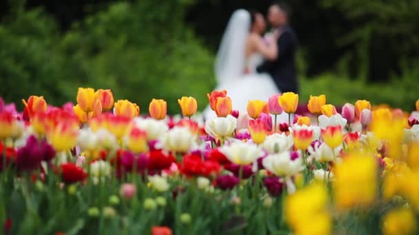 봄 결혼식 자연 공원 — 비디오