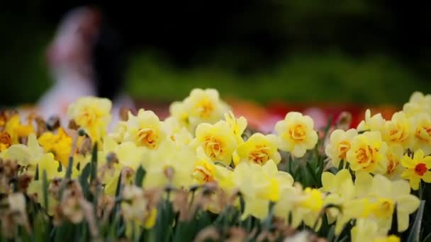 tulipes printemps champ coloré 