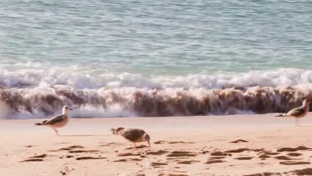 Plage de l'océan portugais nature — Video