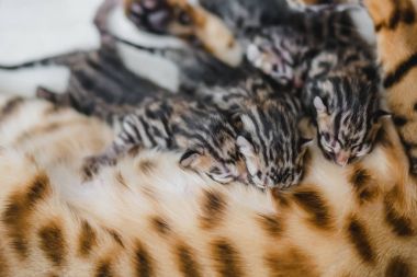 bengalcats yavru kedi cattery