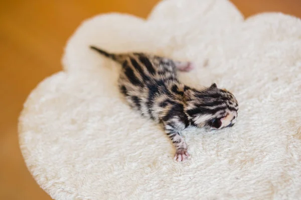 Bengal little sweet kitty — Stock Photo, Image