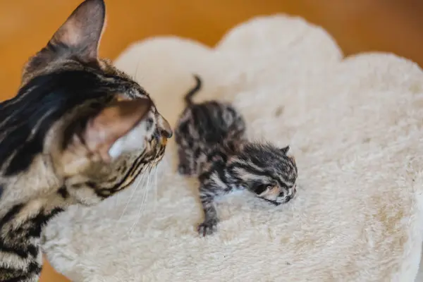 Bengala poco dulce gatito — Foto de Stock