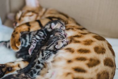 bengalcats yavru kedi cattery