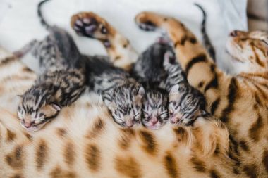 bengalcats yavru kedi cattery