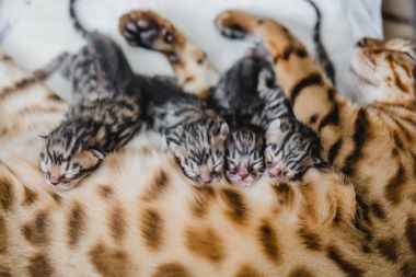 bengalcats yavru kedi cattery