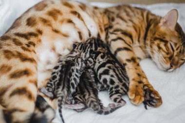 bengalcats yavru kedi cattery