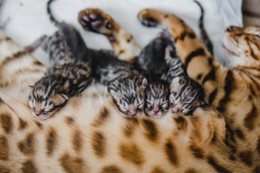 bengalcats yavru kedi cattery