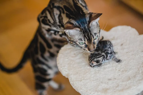 Bengala poco dulce gatito — Foto de Stock